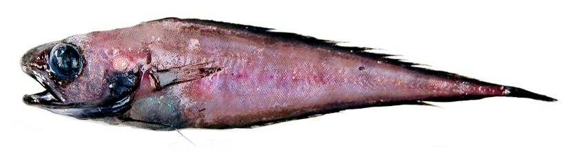 Guttigadus latifrons._02.jpg